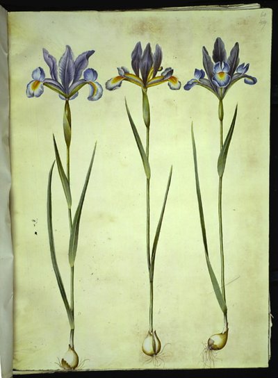 Iris xiphium (iris español) de Hans Simon Holtzbecker