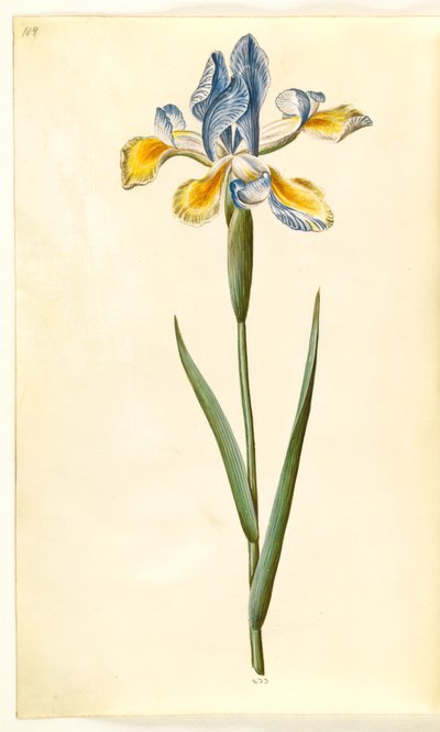 Iris xiphium (iris español) de Hans Simon Holtzbecker