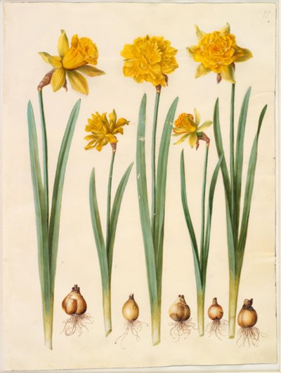 Narcissus pseudonarcissus de Hans Simon Holtzbecker