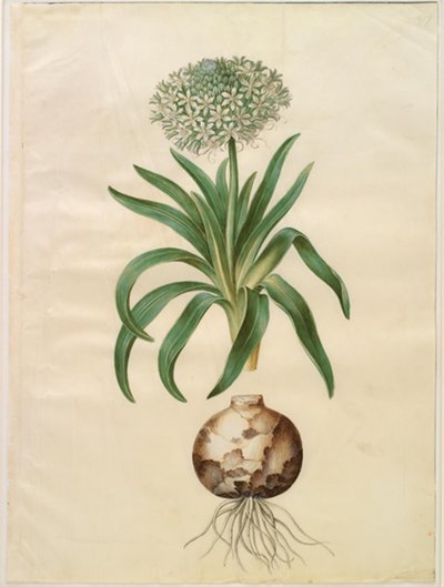 Scilla peruviana (escila gigante) de Hans Simon Holtzbecker