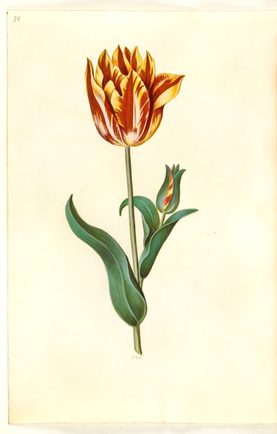 Tulipa gesneriana (tulipán de jardín) de Hans Simon Holtzbecker