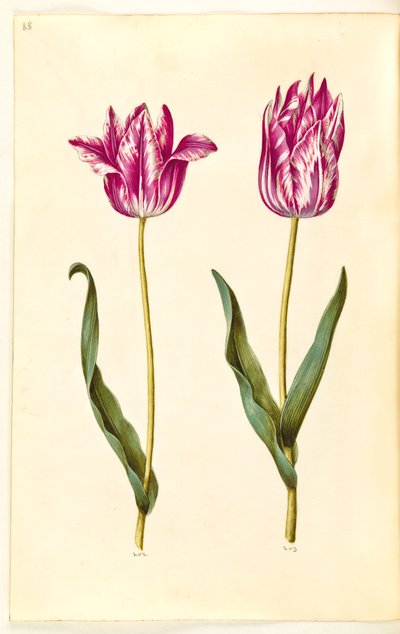 Tulipa gesneriana (tulipán de jardín) de Hans Simon Holtzbecker