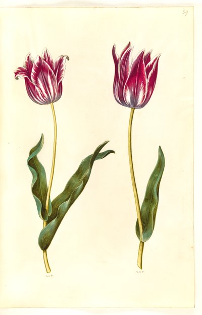 Tulipa gesneriana de Hans Simon Holtzbecker