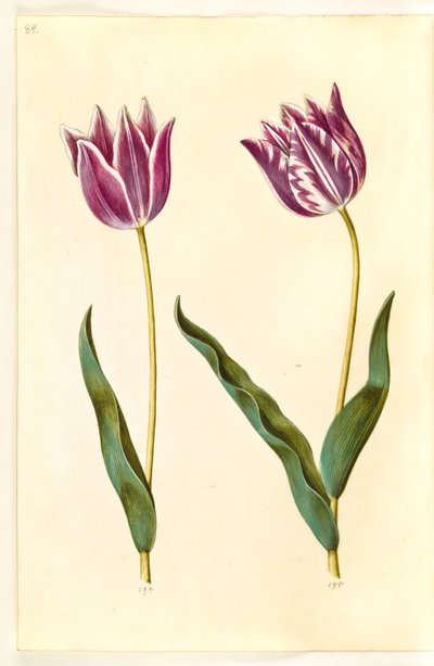 Tulipa gesneriana (tulipán de jardín) de Hans Simon Holtzbecker