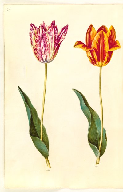 Tulipa gesneriana (tulipán de jardín) de Hans Simon Holtzbecker