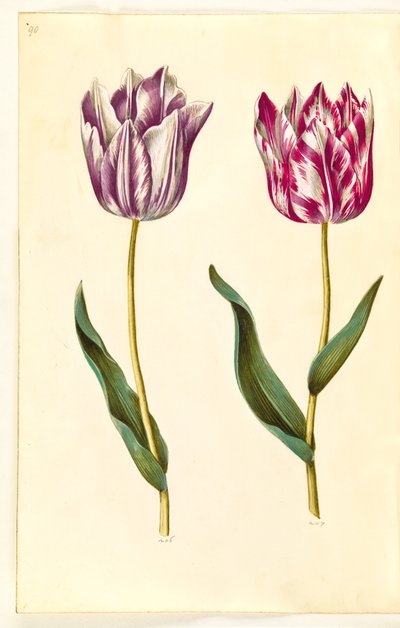 Tulipa gesneriana (tulipán de jardín) de Hans Simon Holtzbecker