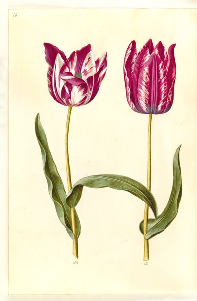 Tulipa gesneriana (tulipán de jardín) de Hans Simon Holtzbecker