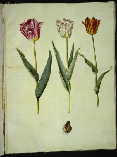 Tulipa gesneriana (tulipán de jardín) de Hans Simon Holtzbecker