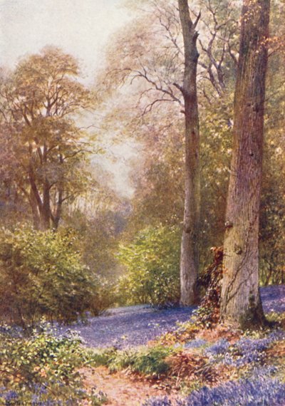 Bluebells, Ripley (litografía en color) de Harold Sutton Palmer