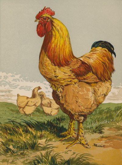 Gallo Buff Cochin de Harrison William Weir