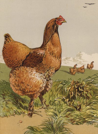 Gallina Cochin canela (cromolitografía) de Harrison William Weir