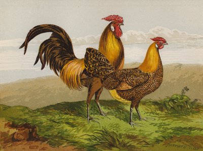 Hamburgues Dorados con Plumas (cromolitografía) de Harrison William Weir