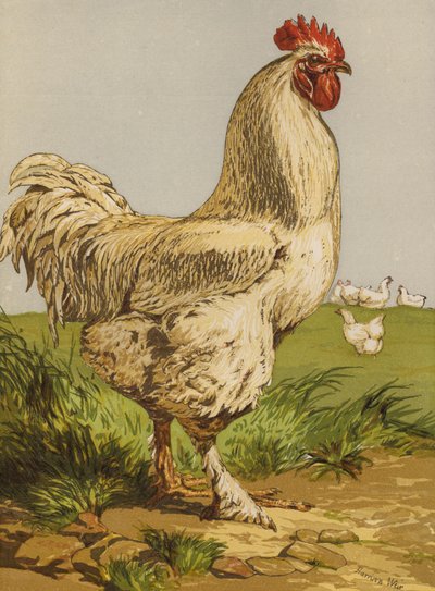 Gallo Cochin Blanco de Harrison William Weir