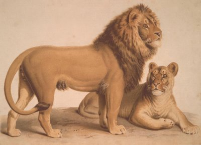 El león / Felis Leo de Heinrich Leutemann