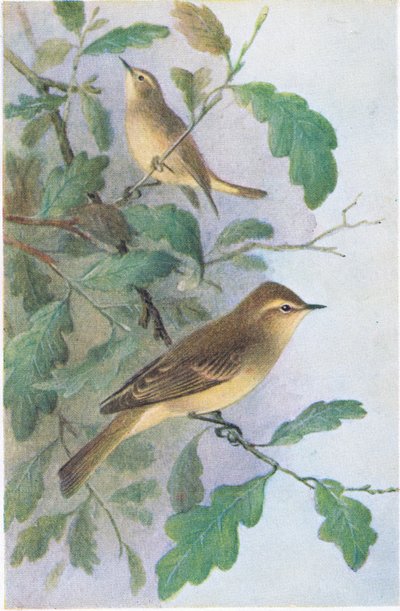 Mosquitero Musical de Hendrik Gronvold