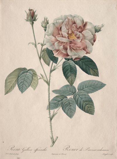 Las rosas: Rosa Gallica, 1817-1824 de Pierre Joseph Redouté