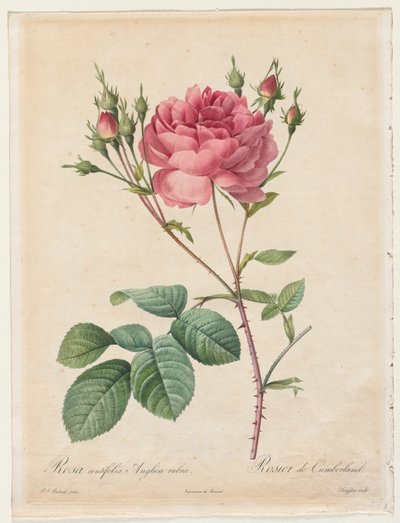 Rosa Centifolia Anglica Rubra, 1817-1824 de Pierre Joseph Redouté