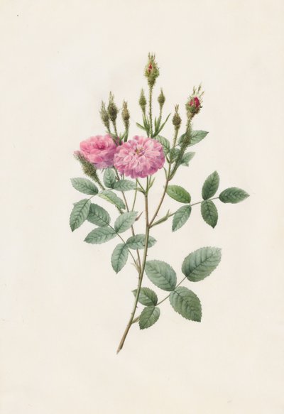 Rosa Pomponiana Muscosa, 1817-1824 de Pierre Joseph Redouté