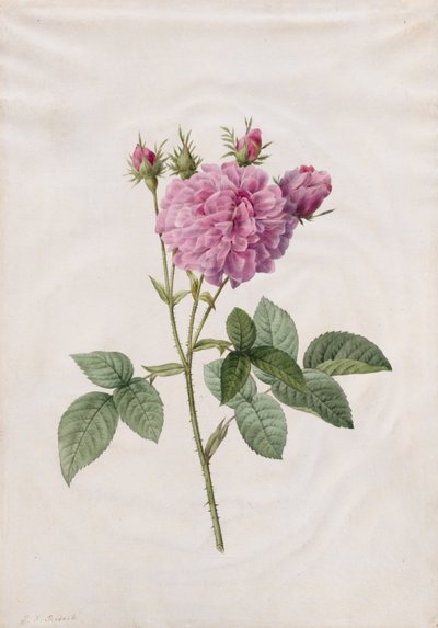 Rosa Agatha (Rosa Gallica Agatha) de Henry Joseph Redouté