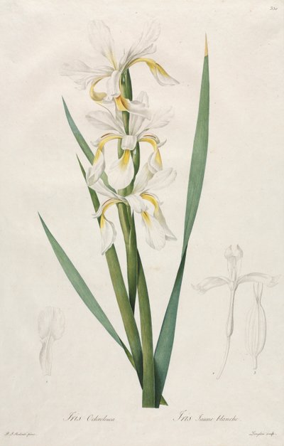 Iris de Banda Dorada de Henry Joseph Redouté