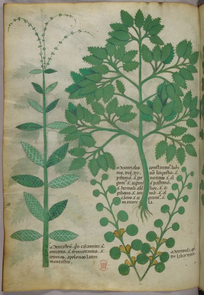Ilustración botánica, c.1440 (tinta y color sobre vitela) de Italian School