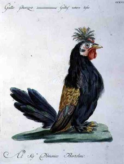 Gallo, c.1767-76 (grabado a mano coloreado) de Italian School