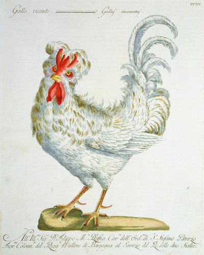 Gallo de Pelo Rizado, c.1767-76 de Italian School