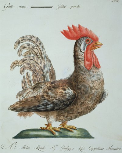 Gallo Enano, c.1767-76 de Italian School