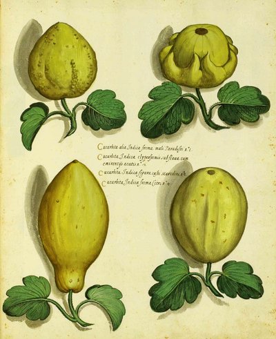 Variedades de calabaza de herencia por Ulisse Aldrovandi de Italian School