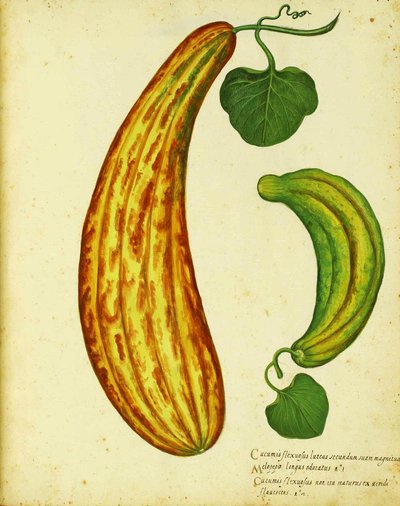 Pepino armenio amarillo por Ulisse Aldrovandi de Italian School