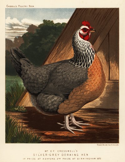 Gallina Dorking gris plateada de J. W. (after) Ludlow