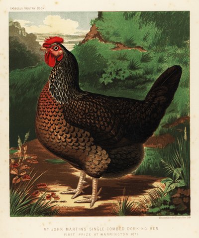 Gallina Dorking de un solo peinado de J. W. (after) Ludlow