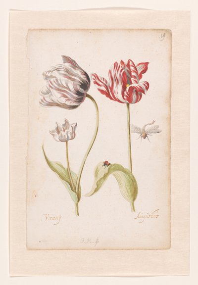 Dos tulipanes con insectos de Jacob Marrel