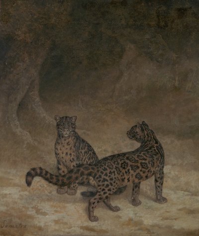 Leopardos nublados, c.1825 de Jacques Laurent Agasse