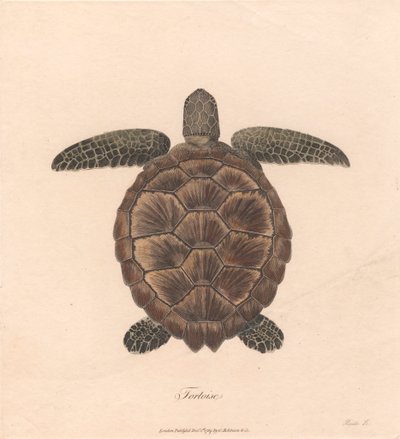 Tortuga de James Heath