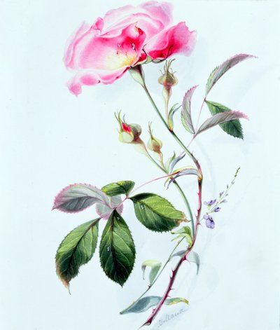 Una rosa de James Holland