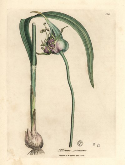 Ajo cultivado común, Allium sativum de James Sowerby