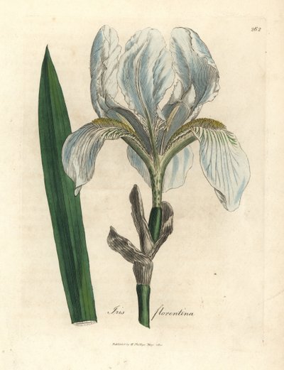 Iris florentino, Iris florentina de James Sowerby