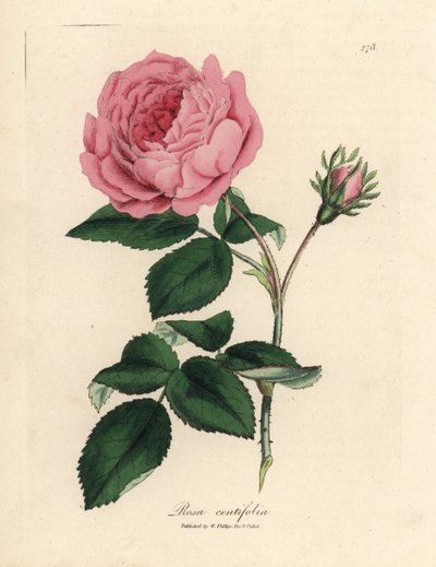 Rosa rosa de cien hojas, Rosa centifolia de James Sowerby