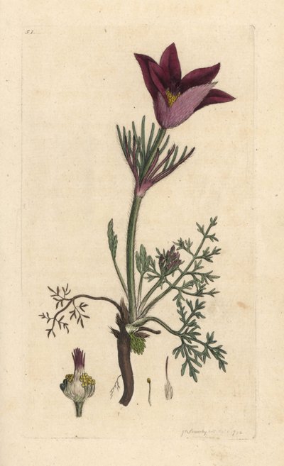 Pasqueflower, Anemone pulsatilla (pulsatille) Grabado en cobre coloreado a mano según una ilustración de James Sowerby de James Smith