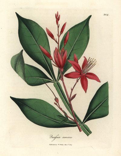 Cuasia amarga de flor roja, Quassia amara de James Sowerby