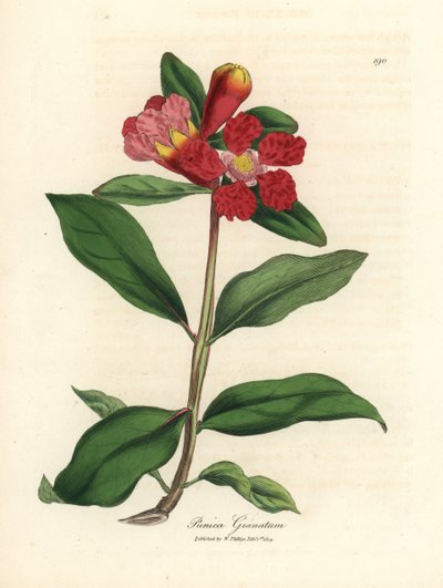 Granado de flor escarlata, Punica granatum de James Sowerby