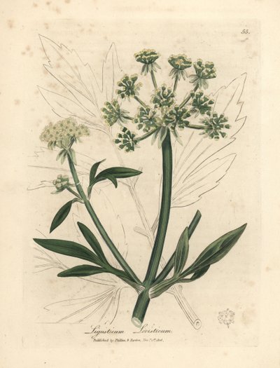 Apio de monte de flor amarilla, Ligusticum levisticum de James Sowerby