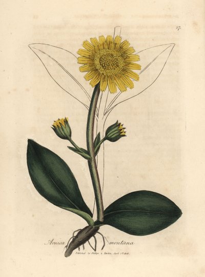 Árnica de montaña de flor amarilla, Arnica montana de James Sowerby