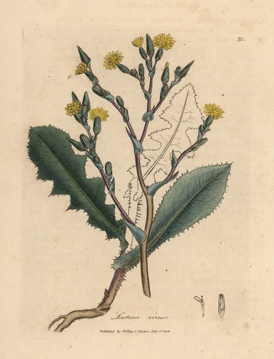 Lechuga silvestre de flor amarilla, Lactuca virosa de James Sowerby