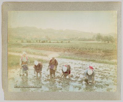 Trasplante de brotes de arroz, Japón (foto en blanco y negro coloreada a mano) de Japanese Photographer