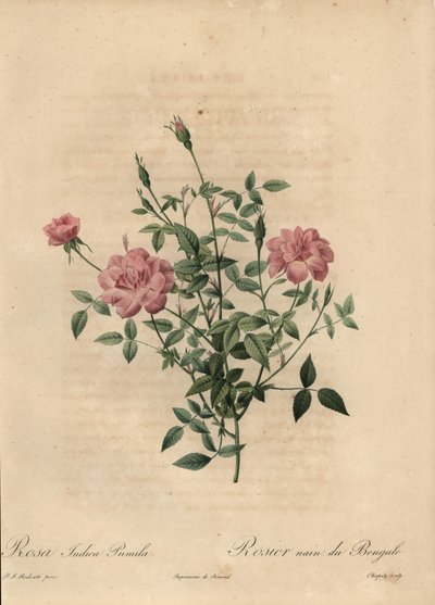 Rosa miniatura china rosa, Rosa chinensis de Jean Baptiste Chapuy