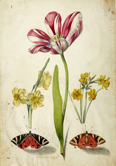 Tulipán, narciso y mariposas, c. 1660 de Johann Bartholomäus Braun