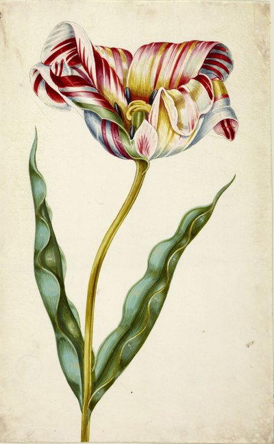 Tulipán de Johann Bartholomäus Braun