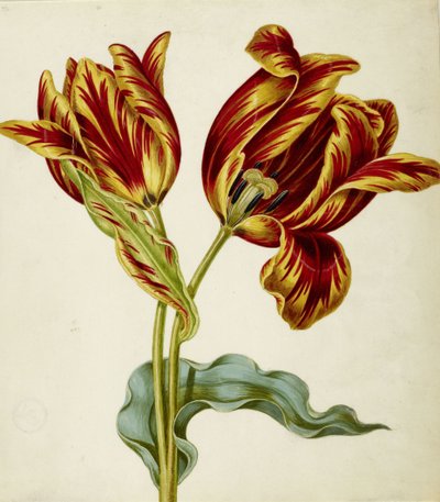 Tulipán, c. 1660 de Johann Bartholomäus Braun